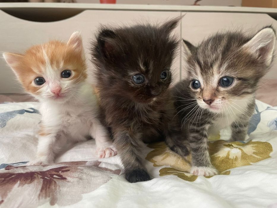 Котята, пушистые, добрый