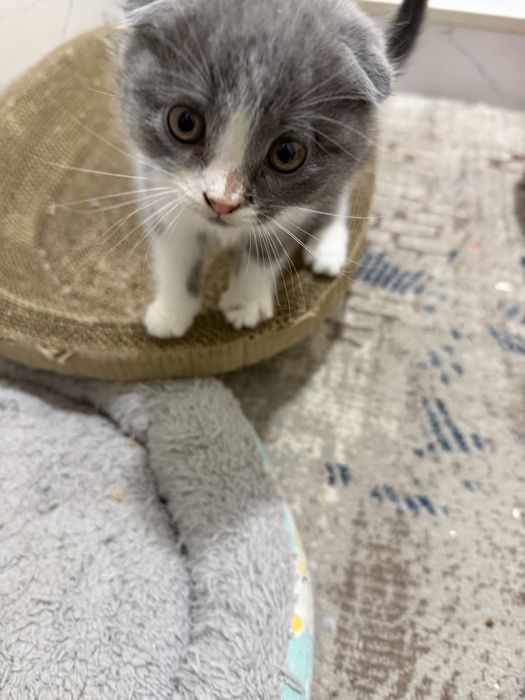 Котенок 2 месяцев