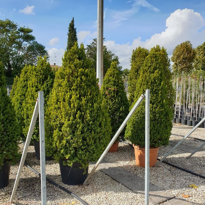 Tuia smaragd , Calitate superioară