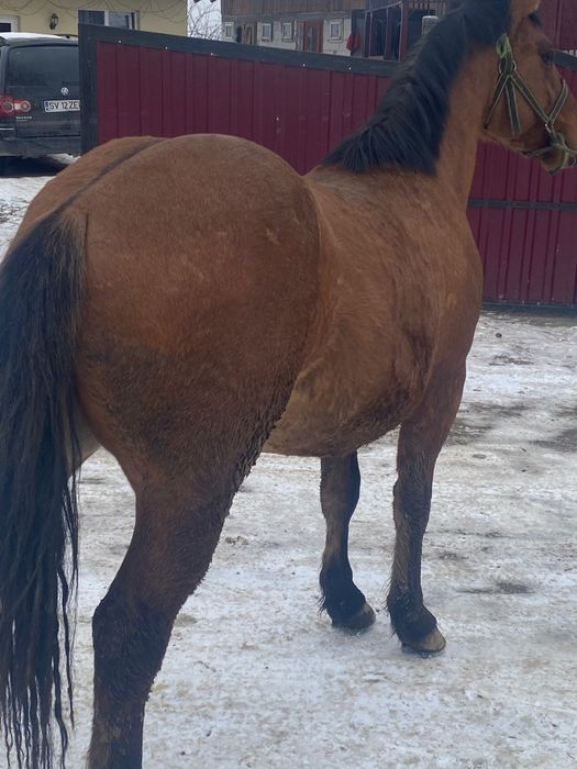 Mânz de 1.6 luni de vânzare