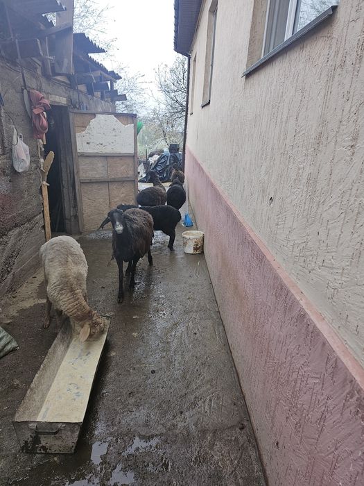 матки с ягнятами