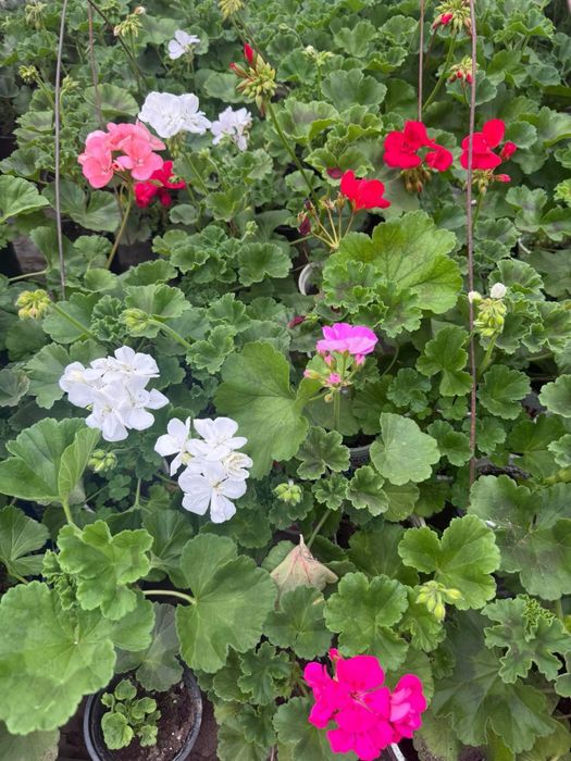 Пеларгониум мушкато Pelargonium – разцъфнало, здраво вкоренено растение ярки цветове (червено, розово, бяло) цветя за балкон, тераса, саксии и градина