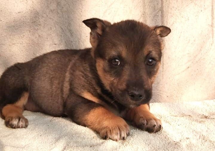 Очень нуждаются щенята в Вашей помощи