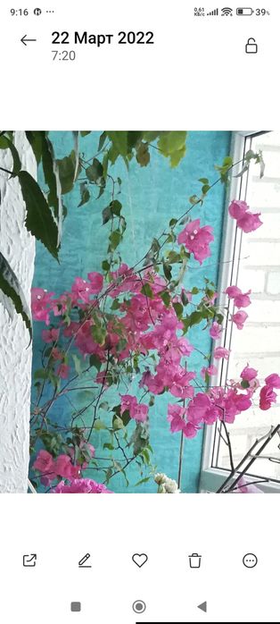 Комнатное красиво и долго цветущее  растение —Бугенвиллия.