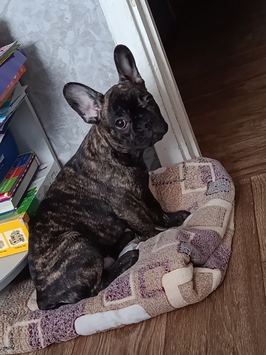 Французский бульдог