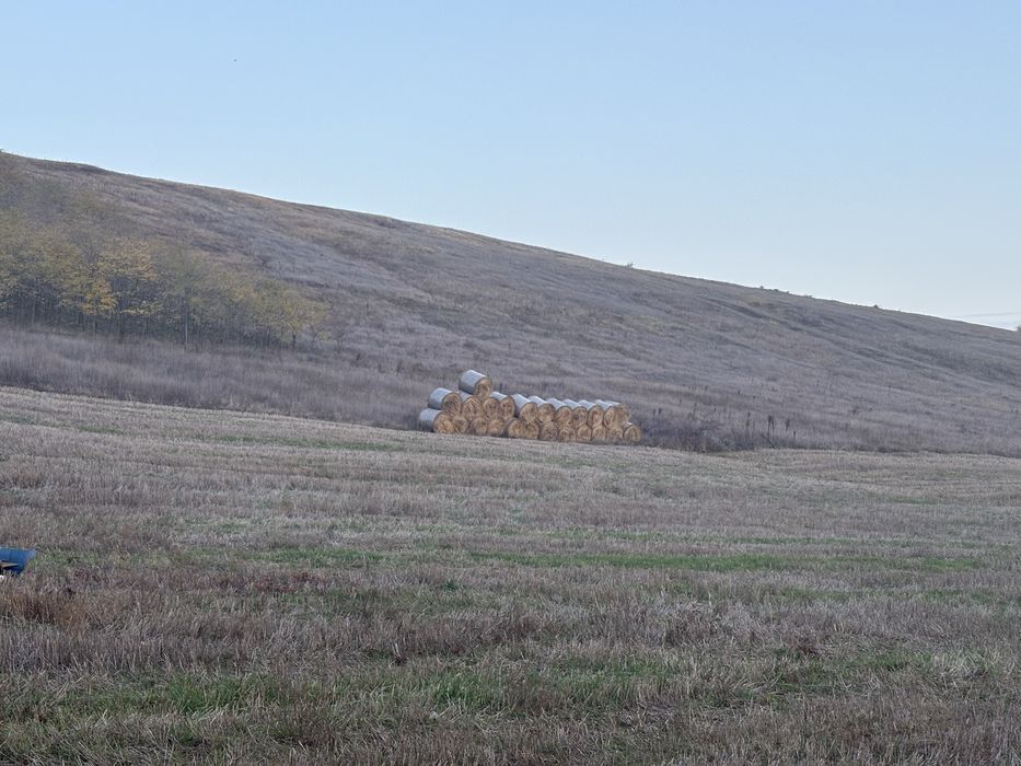 baloti din paie de grau 50 de lei balotul