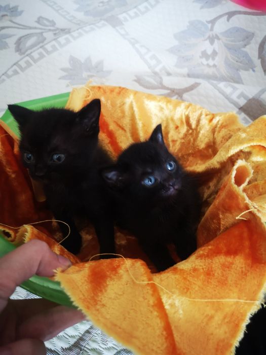 Мальчик Черныш котенок