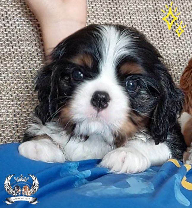 Кавалер Кинг Чарльз Спаниель