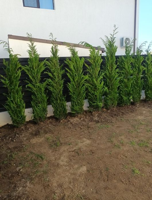 Leylandii 2.3m - 2.5m gard viu verde naturala/ la cel mai mic preț!