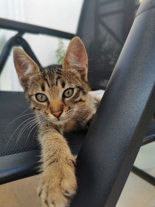 Ofer spre adoptie pisicuta tigrata