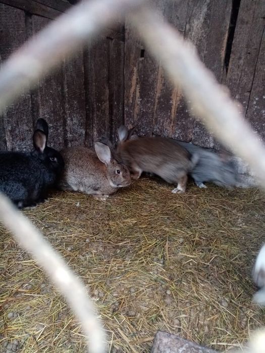 Продам кроликов (кролики)