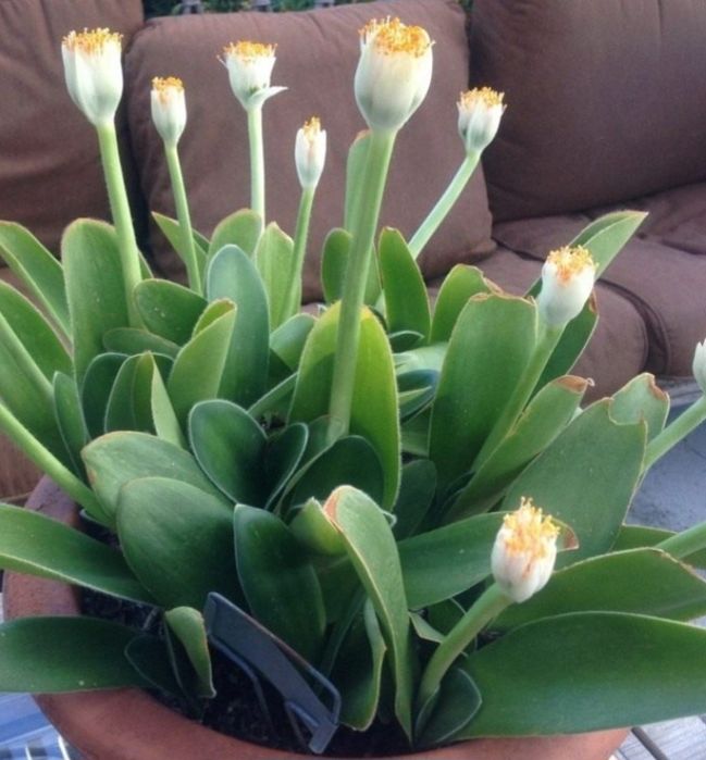 Продам комнатные цветок гемантус