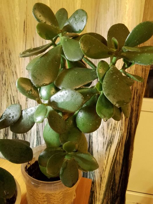 Денежное дерево ( крассула)
