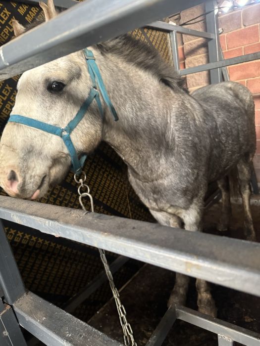 Продам коня көк жорға