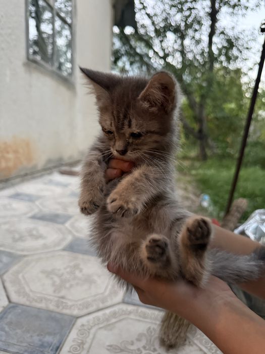 Котята отдам бесплатно