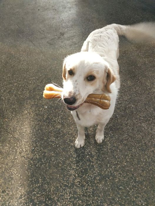 Подарявам Кученца (+ транспорт) кръстоска