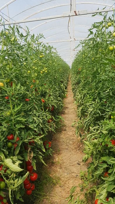 Roșii de solar (soiul Alamina)