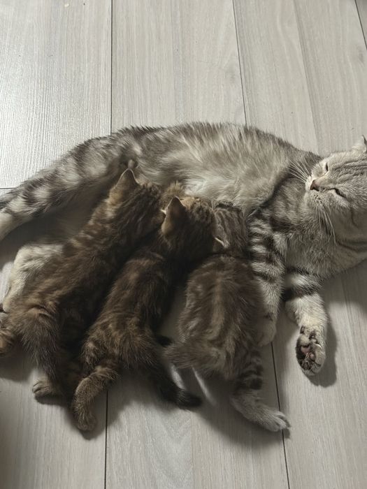 Шотландские котята на продажу