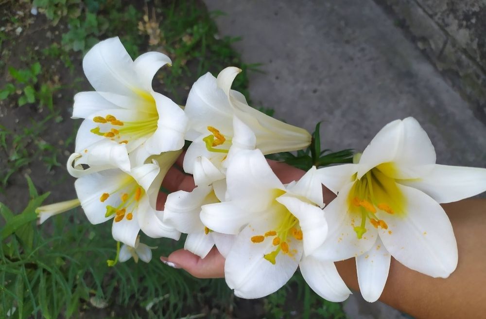 Продаются цветы. Лилии