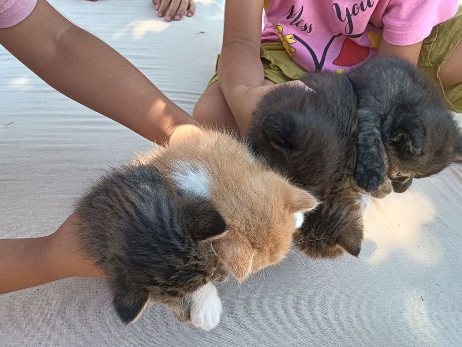 Котята продается