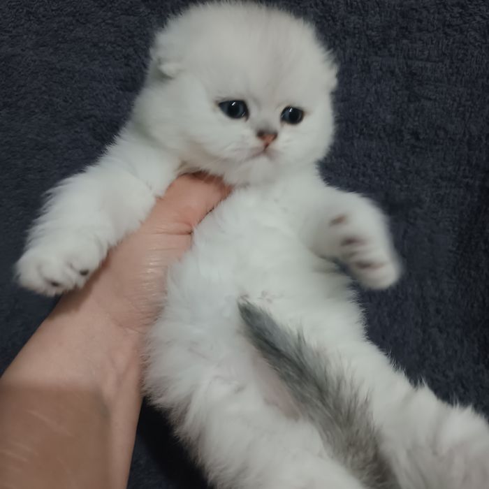 Продаётся чистокровный шотландский котёнок