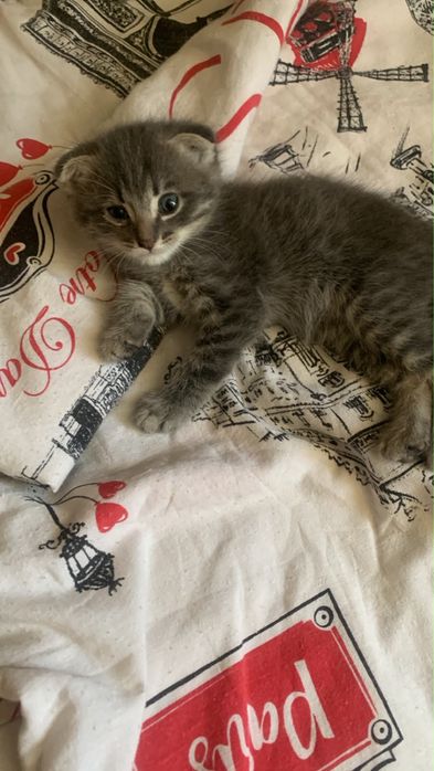 Котят в хорошие руки