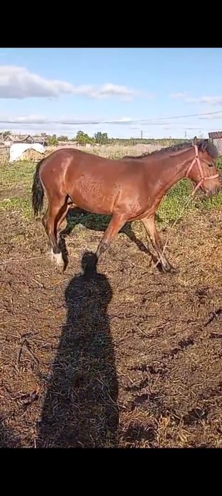 Продам жеребчик.