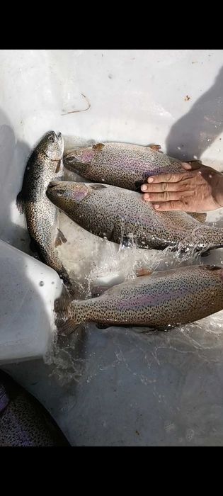 Форель свежая Алматинская