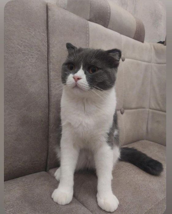 Продается породистая кошка