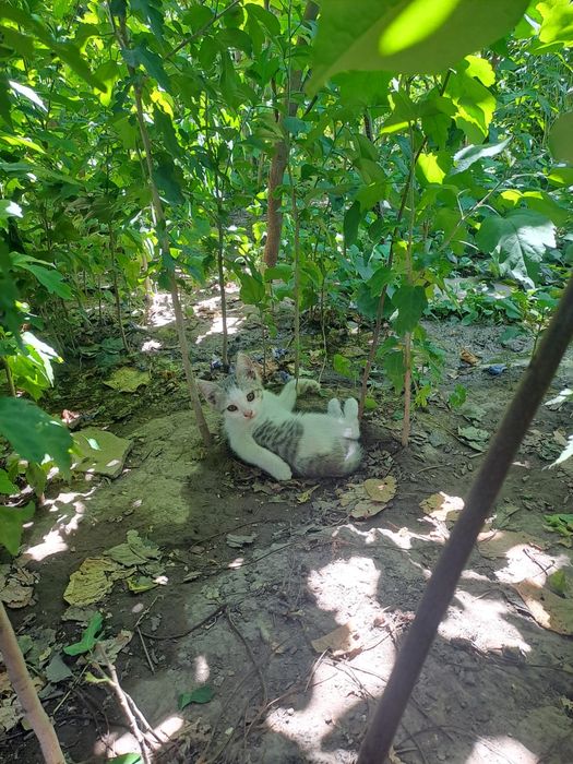 Котята бесплатно