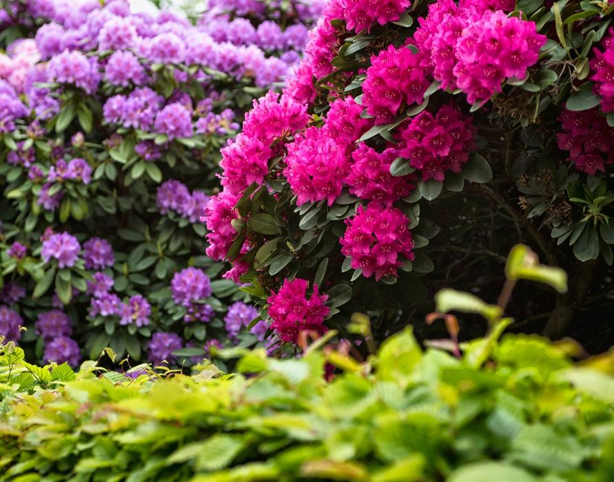 Rododendron (Diferite Culori)