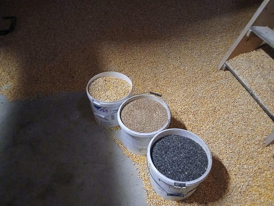 Vând porumb,grâu,triticale,floarea soarelui.