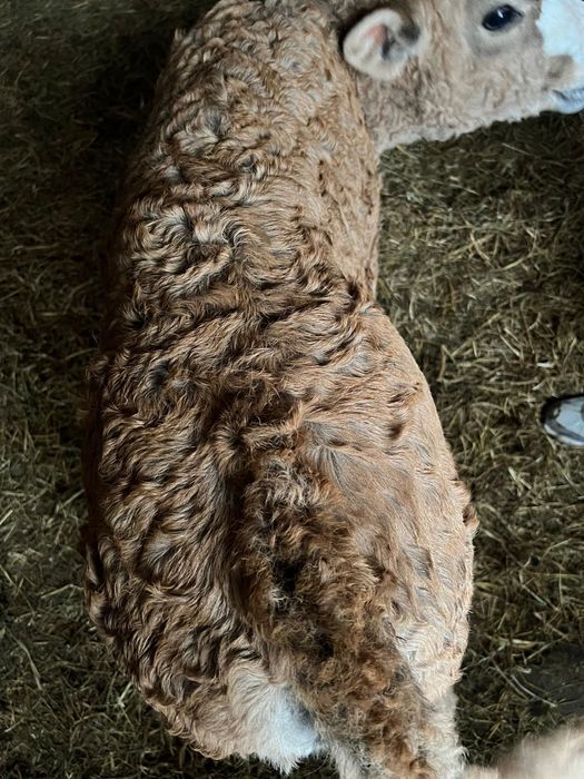 Vand viteaua de carne de 8 saptamani