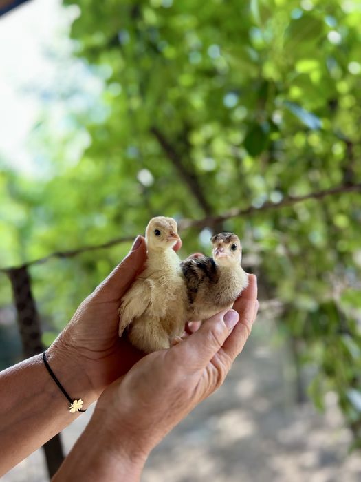 Oua de curca pentru incubat