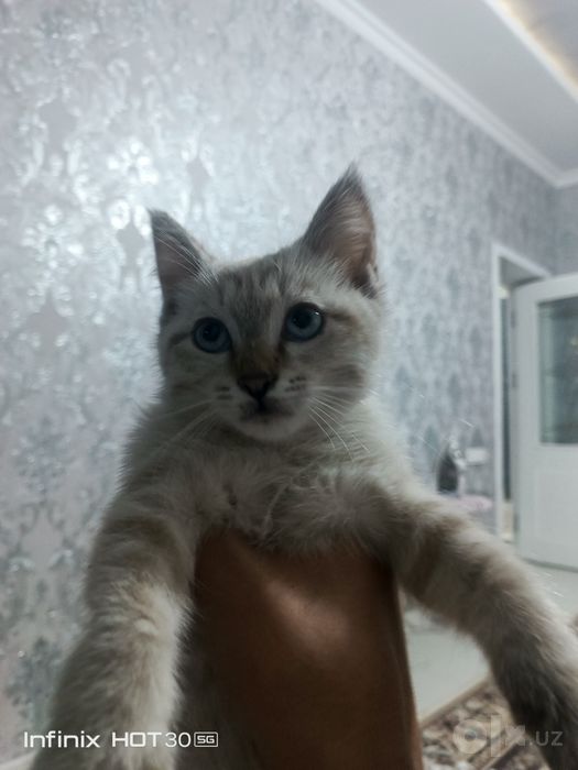malochniy mushuklar