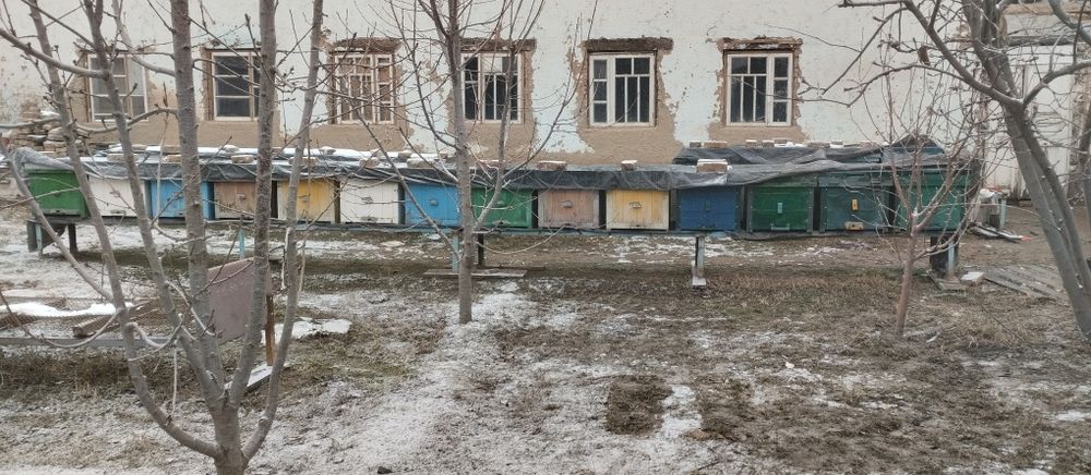 Asal ari oilasi telachkasi kamplekt