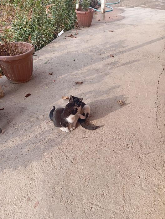 Мушук хадия килинади