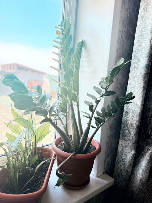 Долларовое дерево