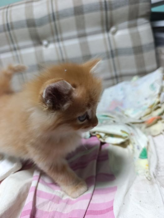 Отдам котят в добрые руки