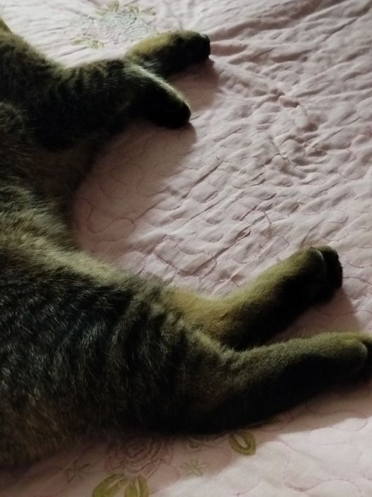 Шиншила залатой сотилади