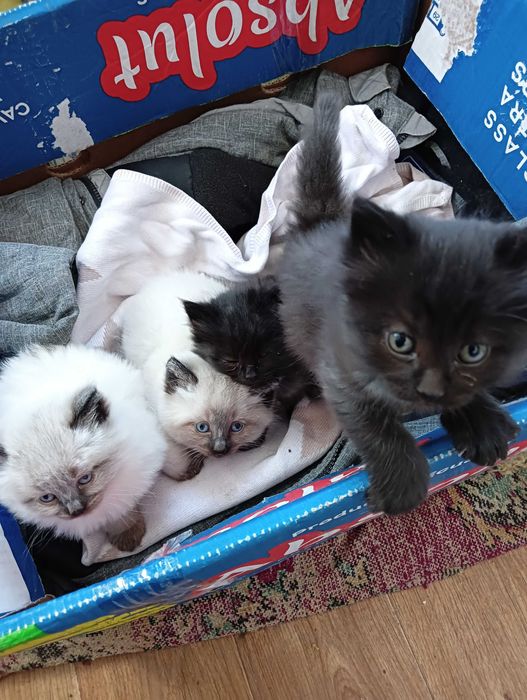 Котята в добрые руки