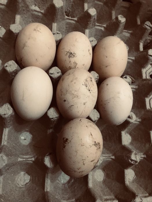 Tuxum qora shahzoda inkubatsyoni