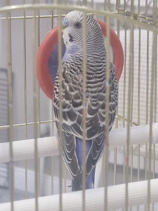 Продается папугай со всеми пренадлежностями