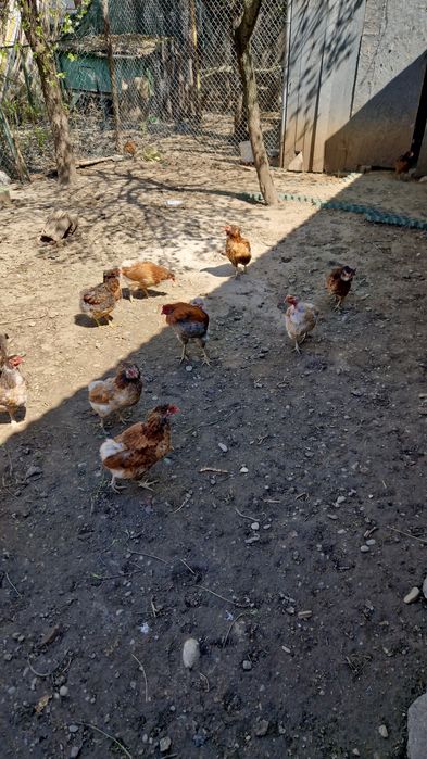 Vând gaini araucana