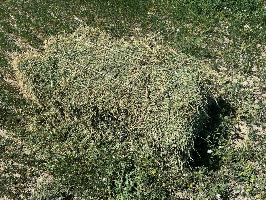 Люцерна сатылады