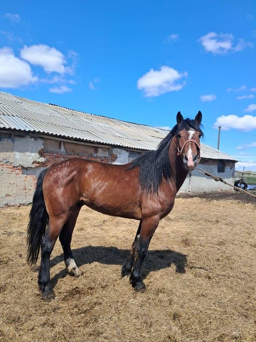 Продам жеребца, 5 лет