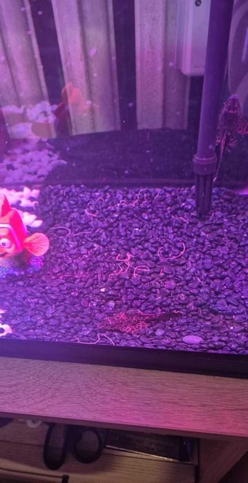 Аквариум RS-500EL - черен + 5 ПОДАРЪКА