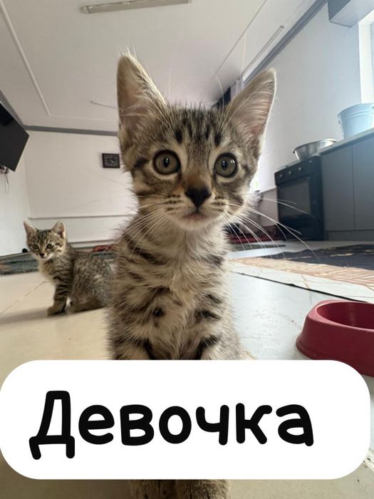 Отдам котят в хорошие руки.