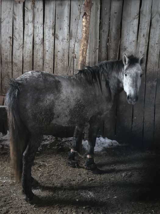 Кобыла(бие) откорм