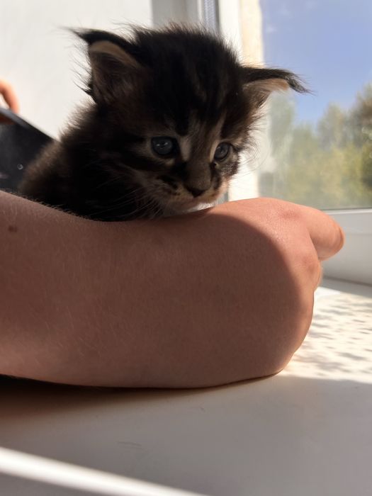 Котята Мейн кун полидактильные
